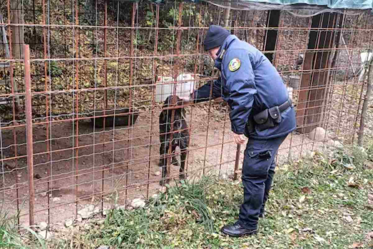 Cane da caccia chiuso in una gabbia nel bosco: i cittadini hanno fatto di tutto per salvarlo