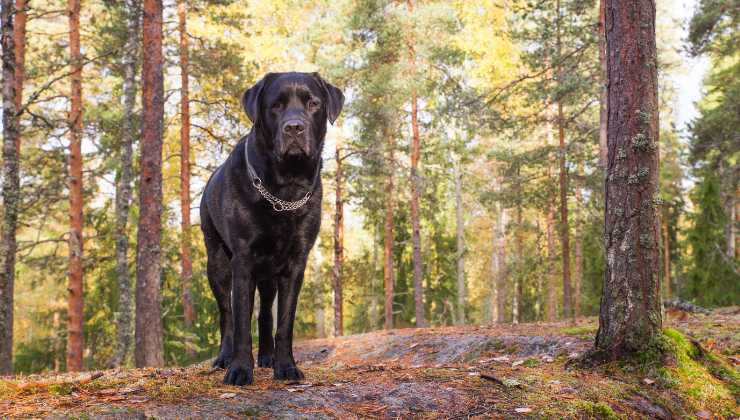 cane nel bosco