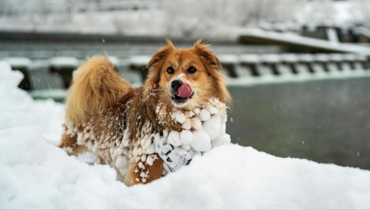 cane nella neve