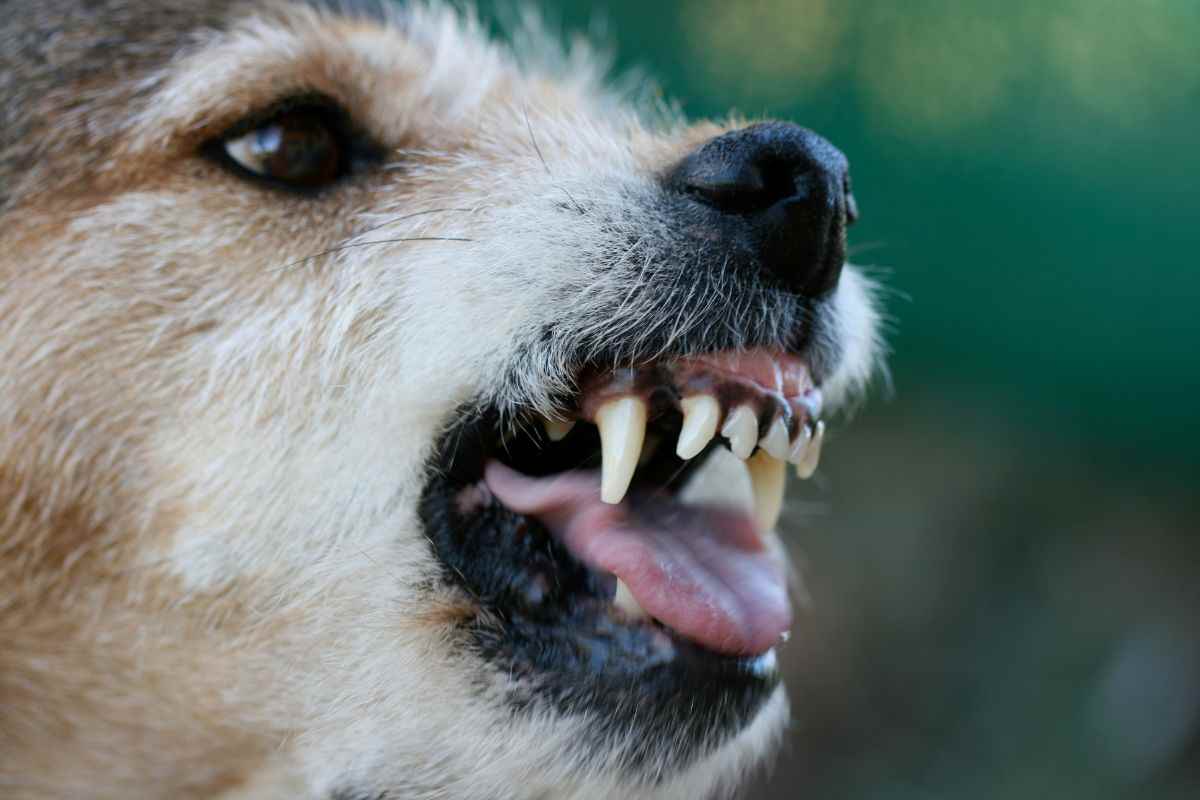 Cane arrabbiato