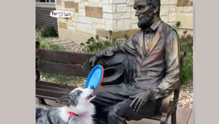 cane porta il frisbee