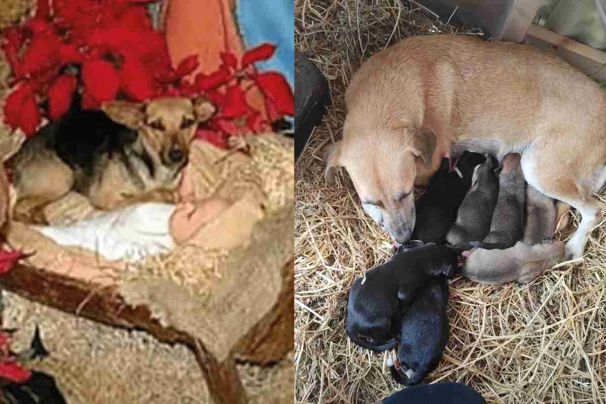 cagnolina partorisce nel presepe
