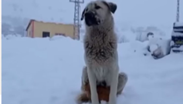 cane protegge il gattino dal freddo