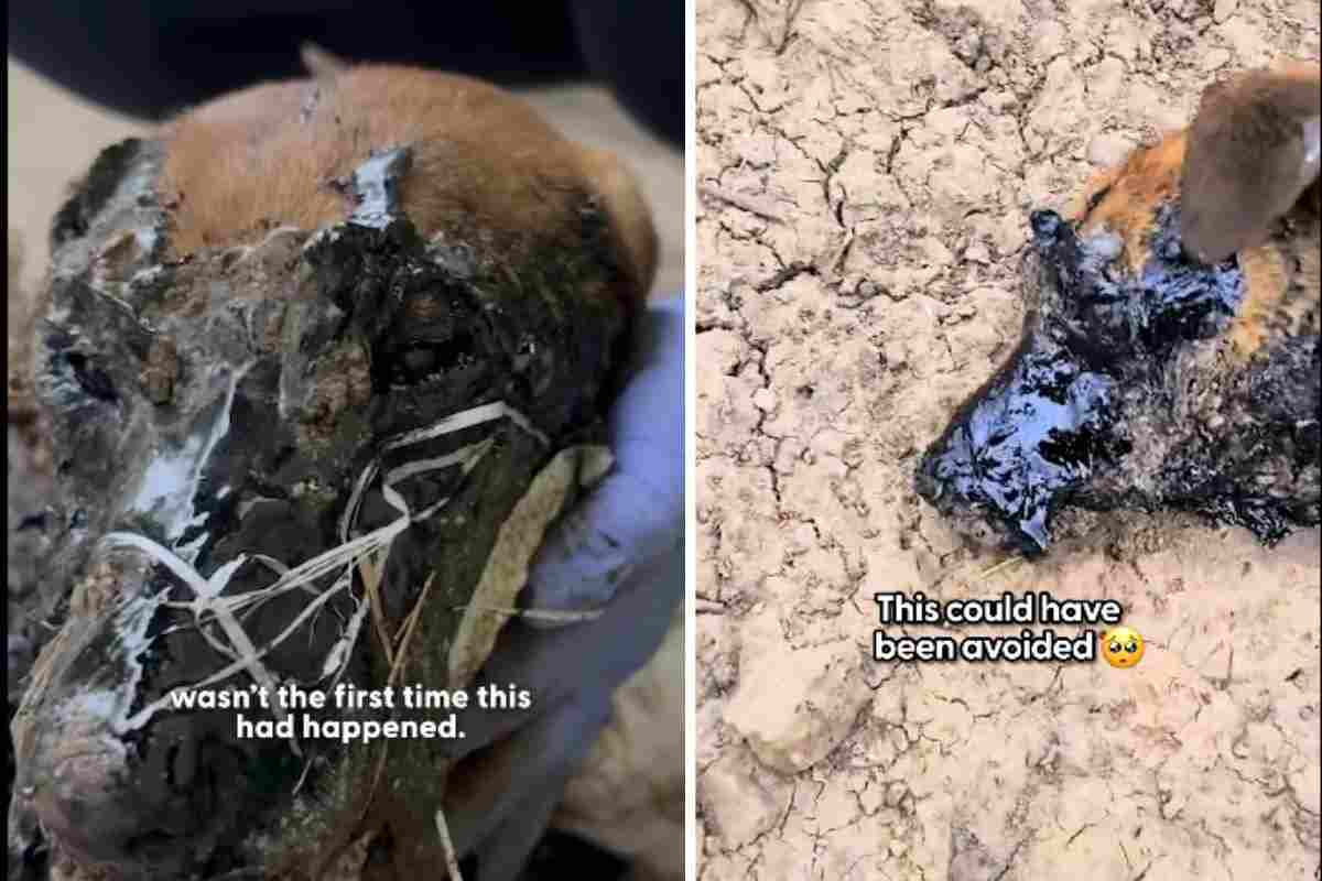 Cane pieno di catrame