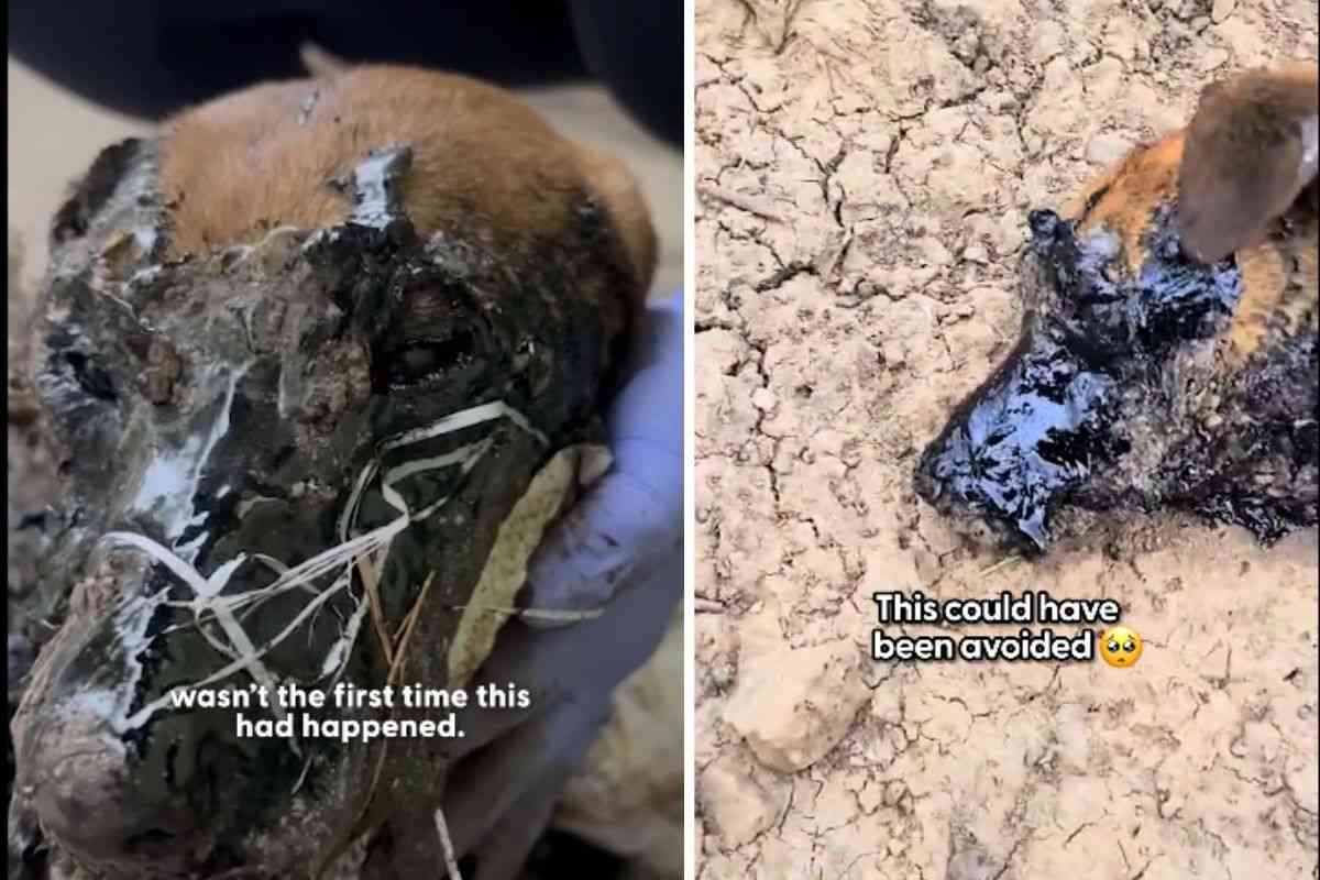 L’hanno trovato pieno di catrame: il salvataggio di questo cane è un miracolo