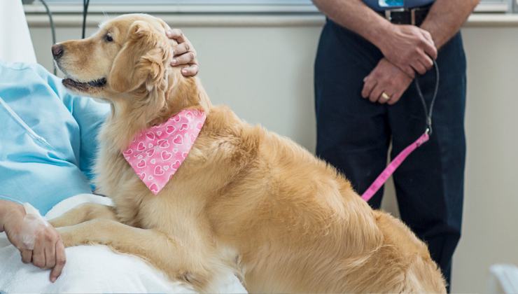 cane saluta il suo umano in ospedale