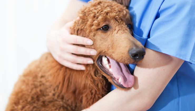 cane saluta il suo umano in ospedale