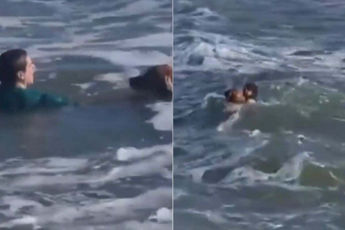 cane salvato in mare