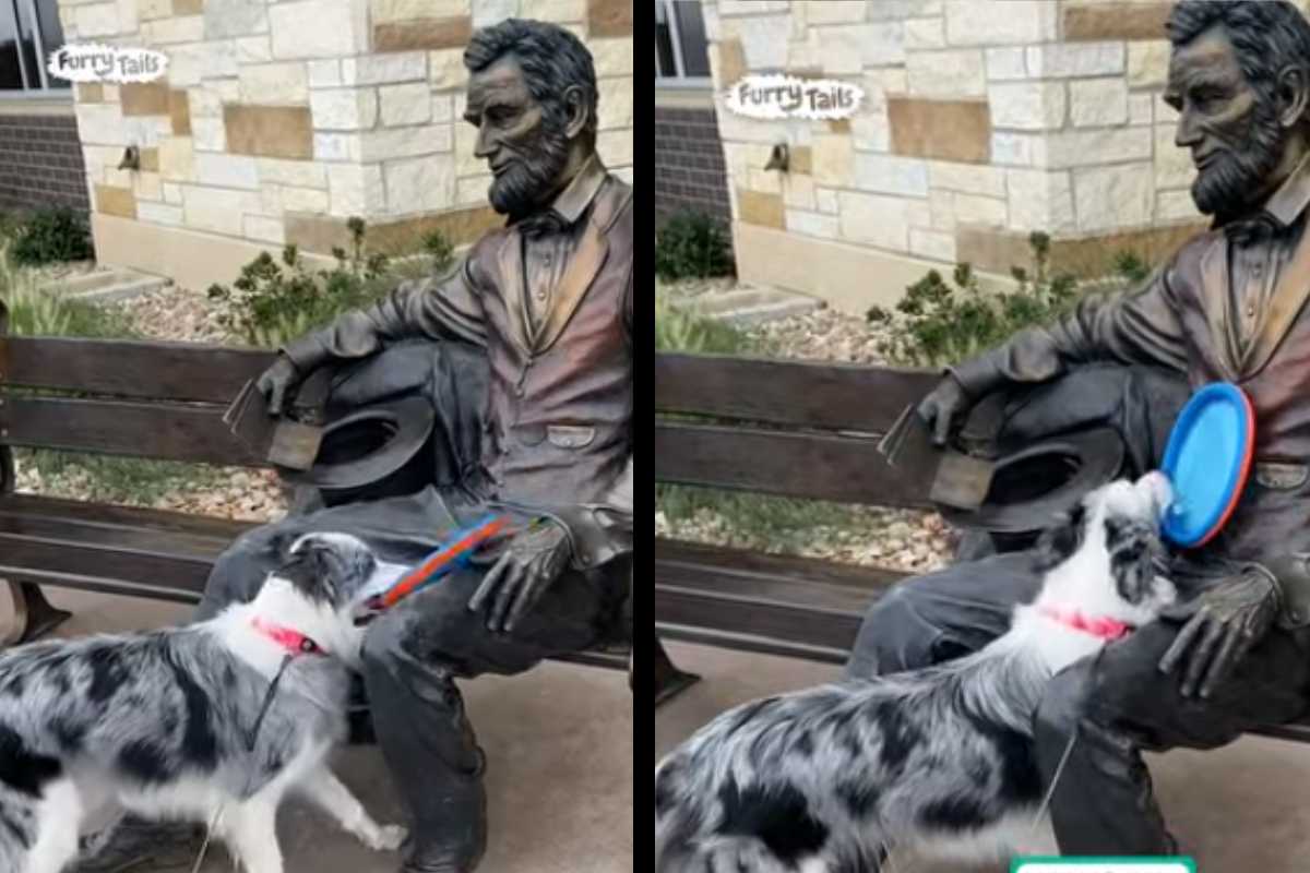 cane scambia la statua per un umano