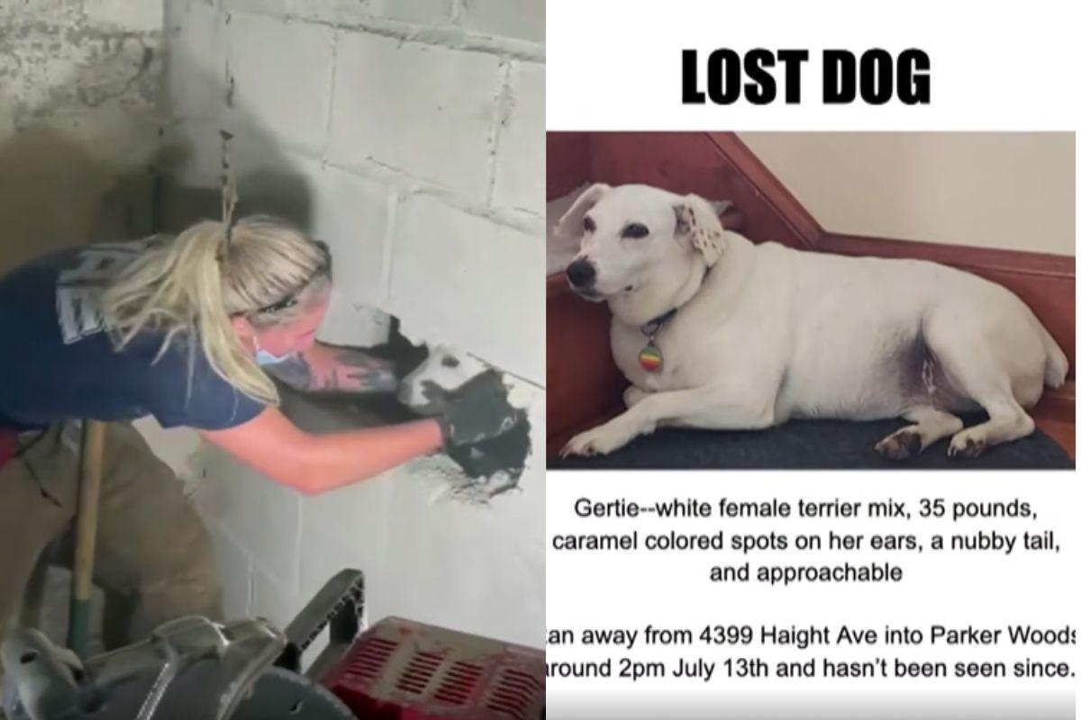 L’hanno trovato nel muro dopo giorni: la storia di Gertie poteva finire diversamente