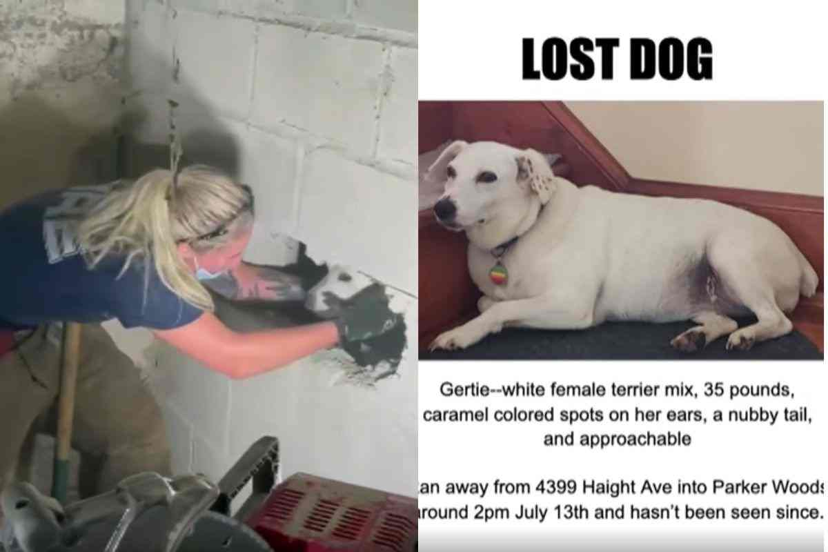 Cane incastrato nel muro