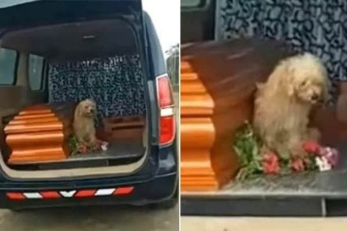 bumer sull'auto funebre