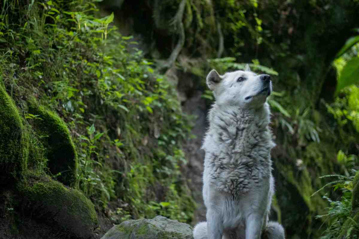 cane bianco in un bosco