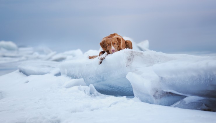 cane sul ghiaccio