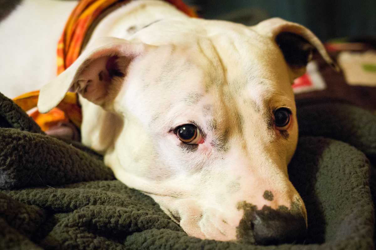 Rubano in casa, dopo poco il cane muore: aveva un trauma cranico