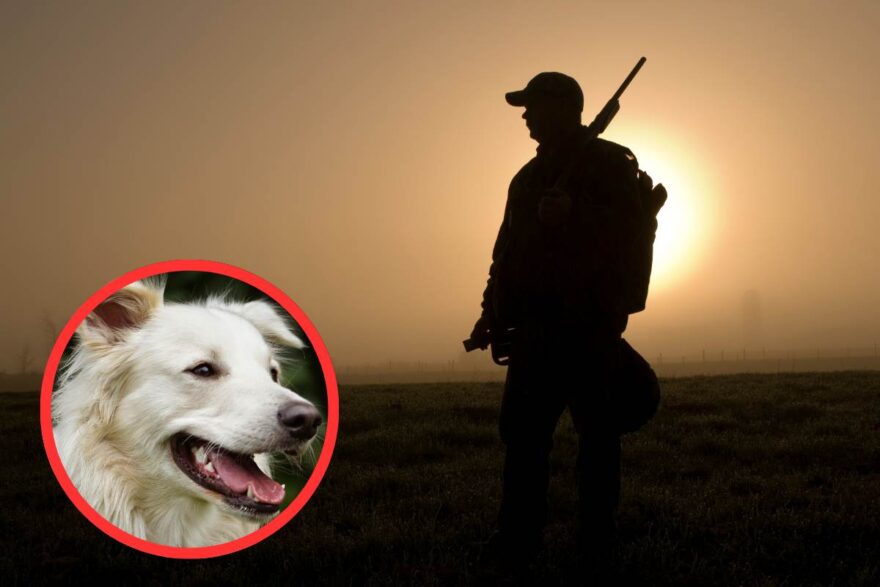 cacciatore cane bianco cornice