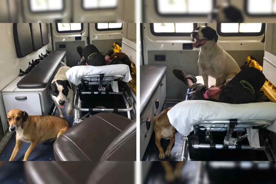 bob e chiara su ambulanza con padrone