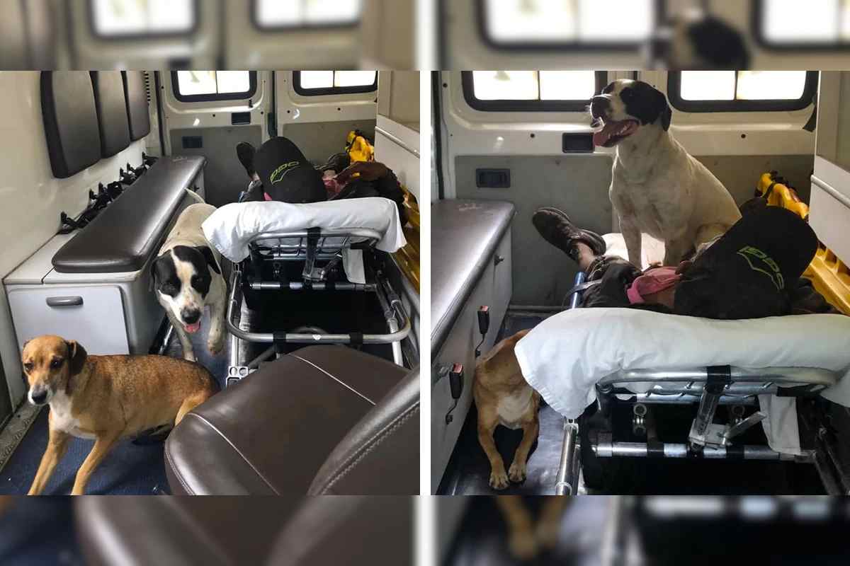 bob e chiara su ambulanza con padrone