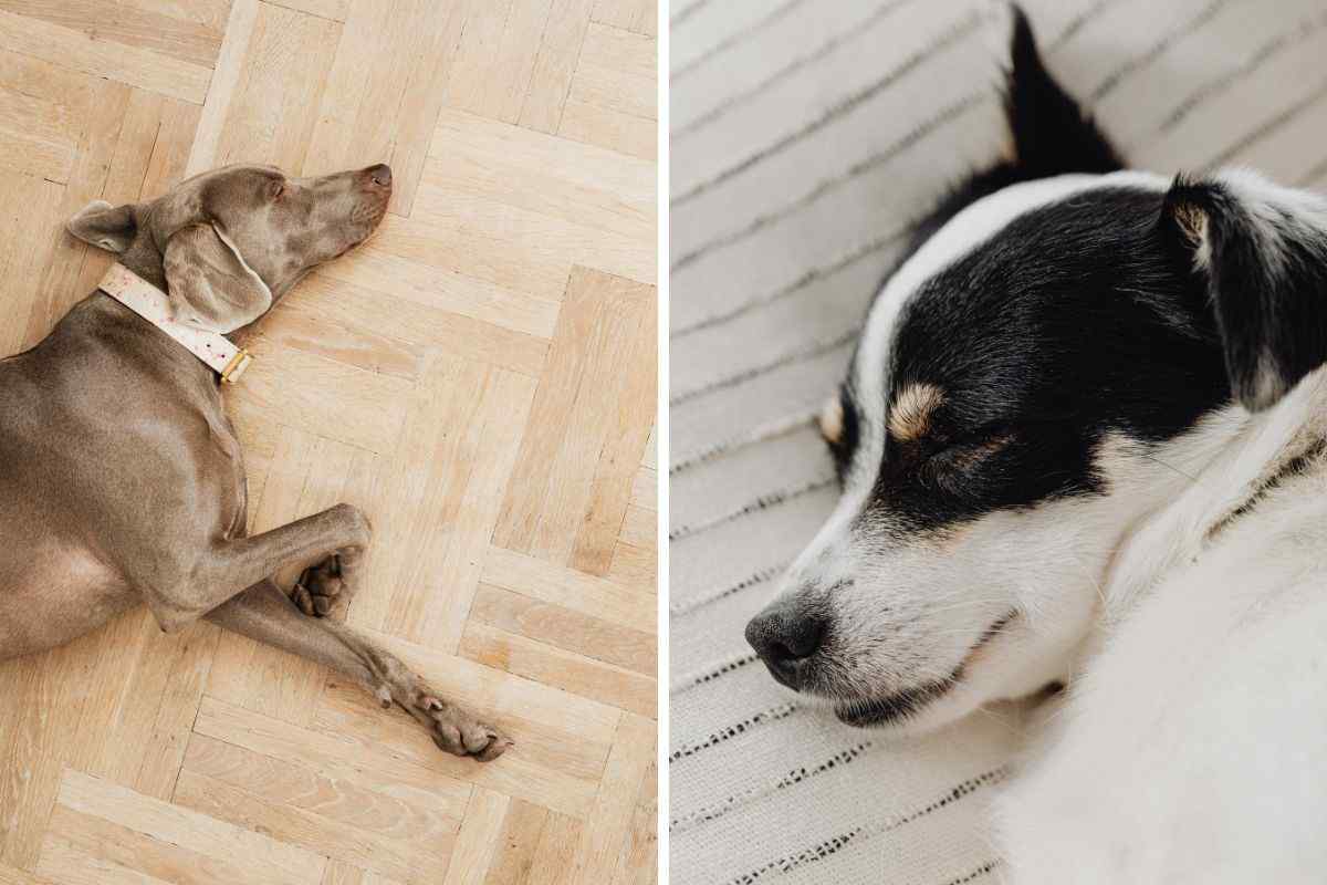 È vero che i cani vanno a morire da soli? Scopriamo cosa c’è di vero in questa convinzione di molti