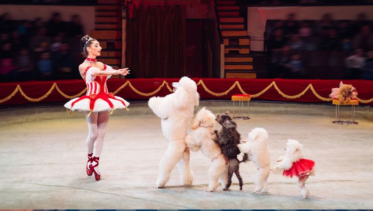 cani e circense al circo