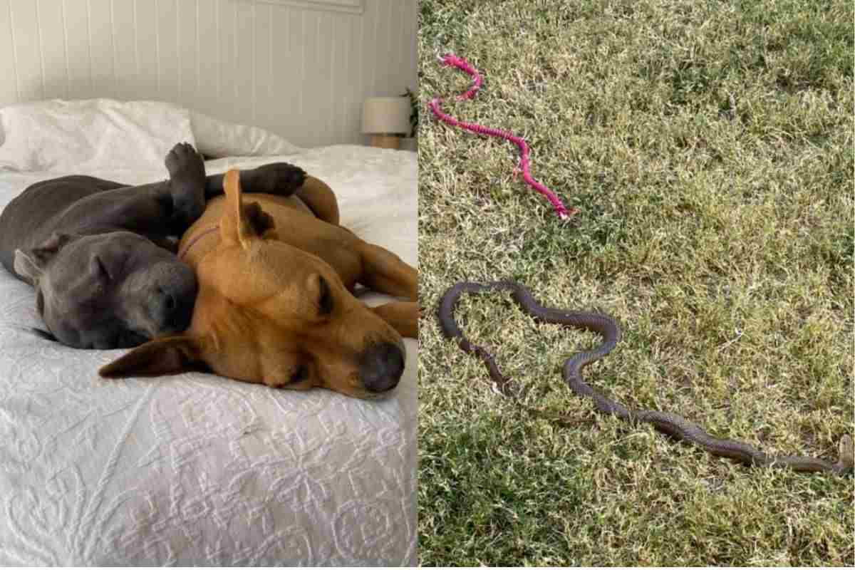 Ha rischiato la sua vita per salvare il cucciolo: ha lottato contro un serpente velenoso