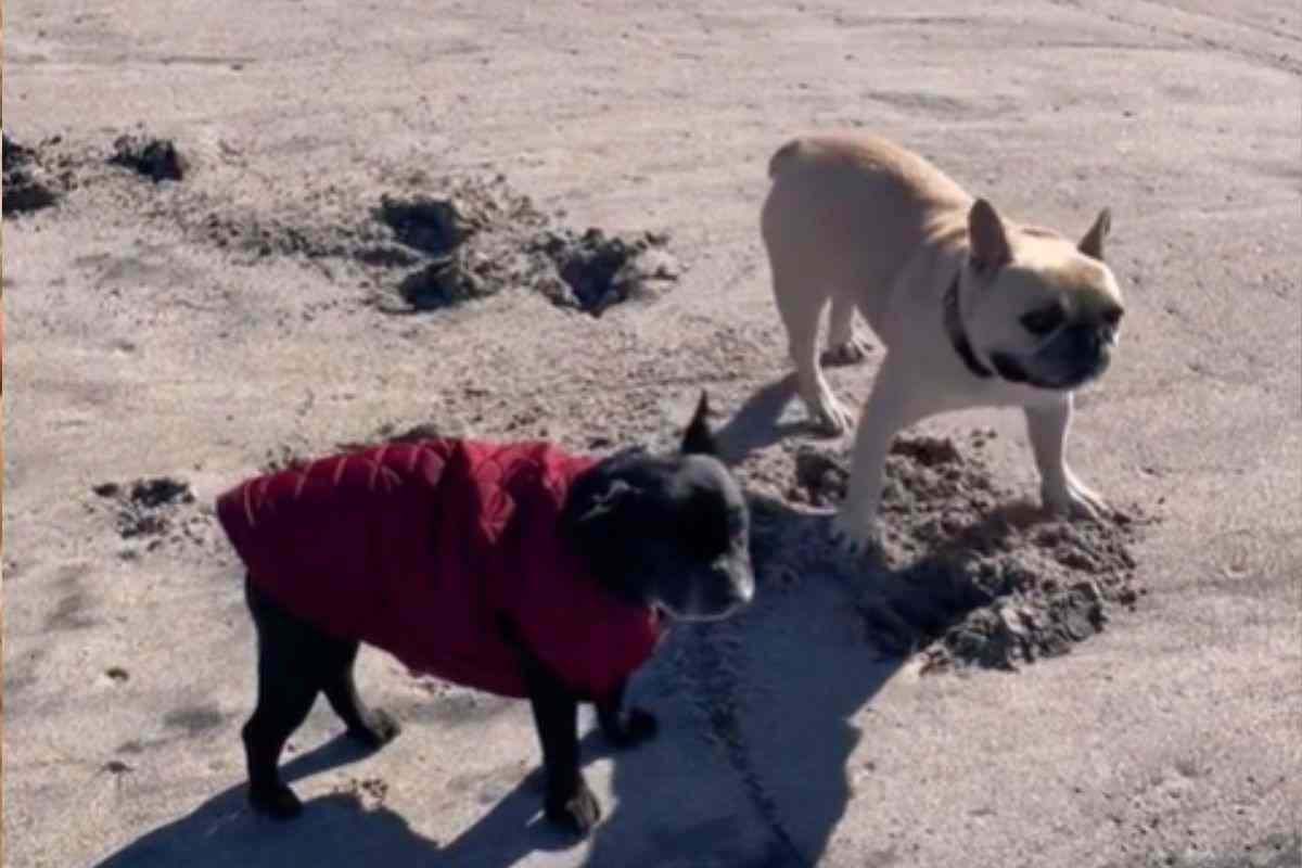 cani giocano in spiaggia