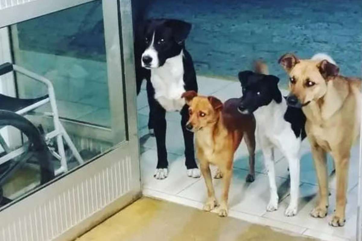 cani randagi in ospedale