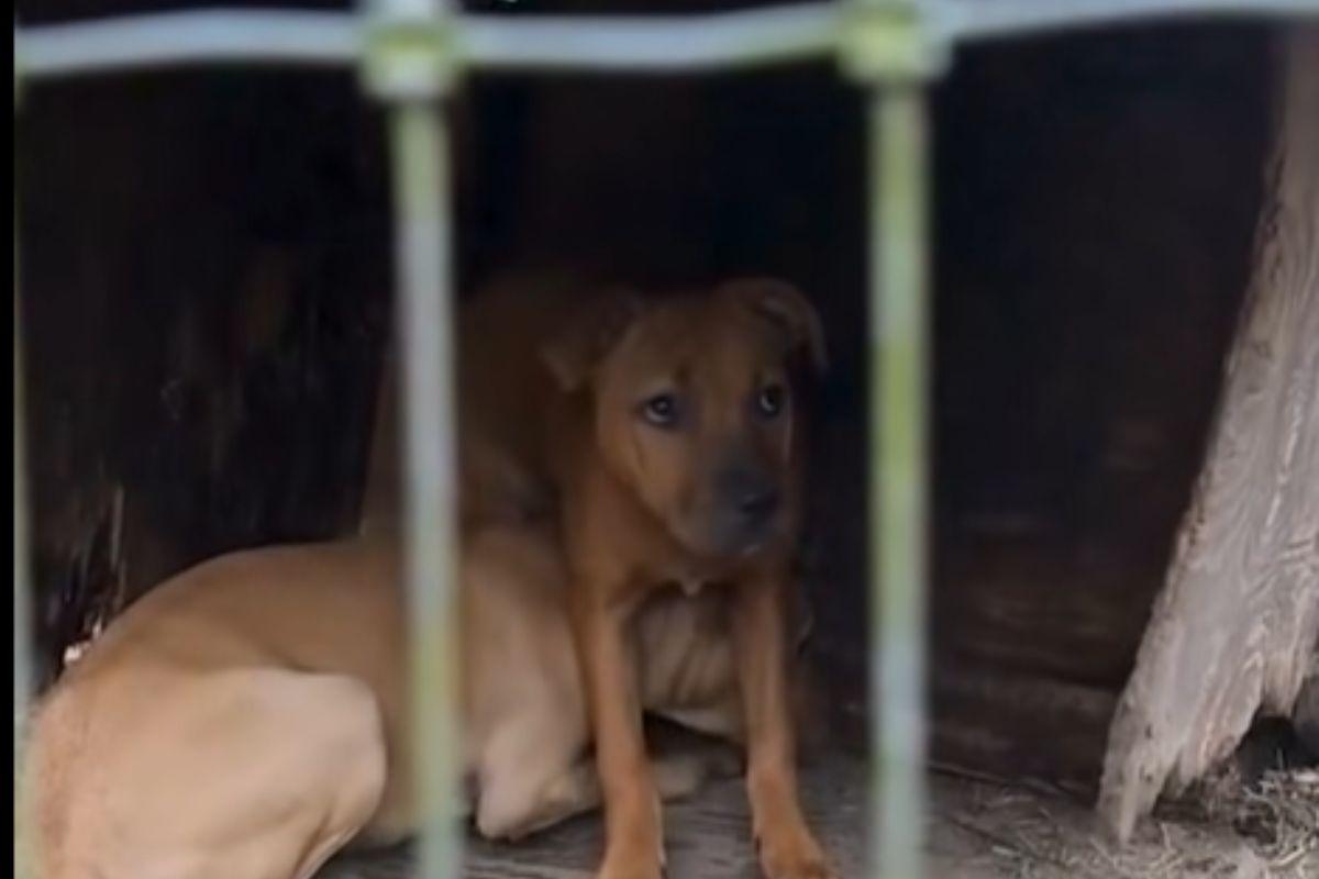 Cuccioli che piangevano