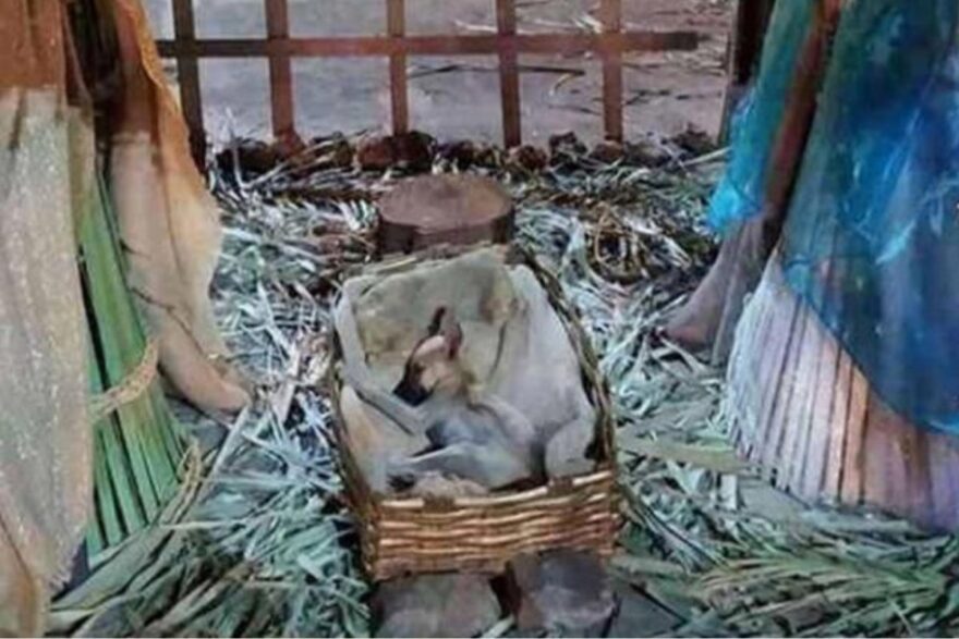 cucciolo nel presepe