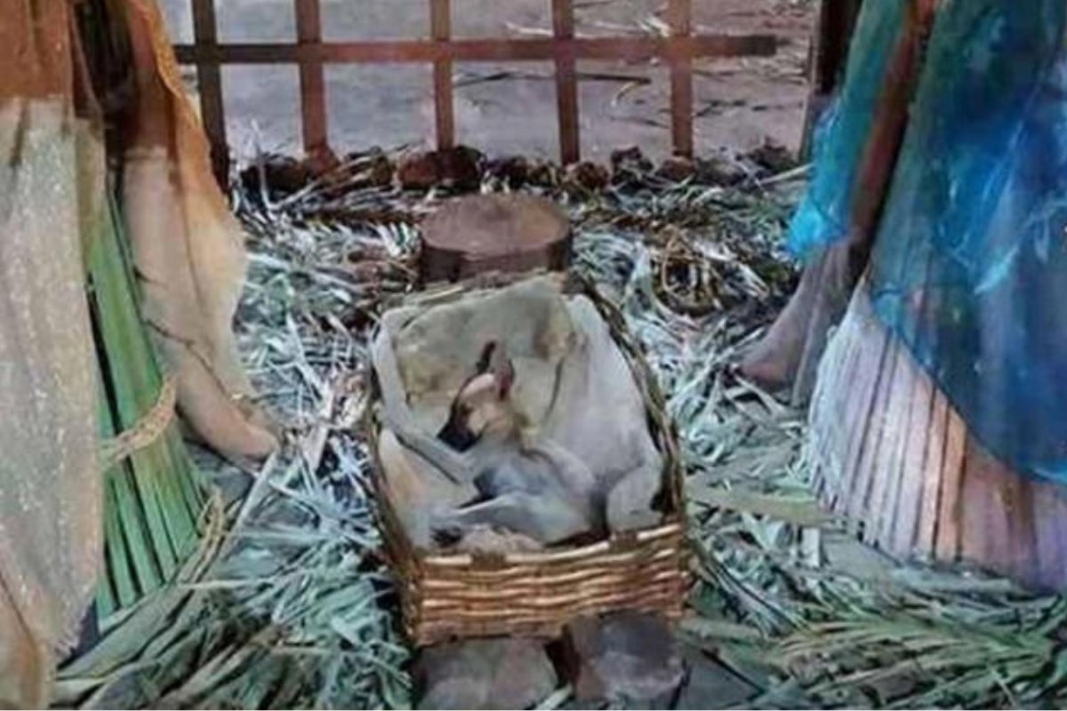 cucciolo nel presepe
