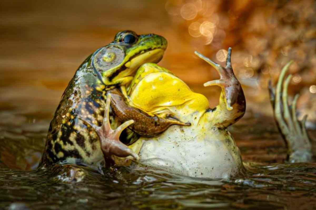 foto delle rane 