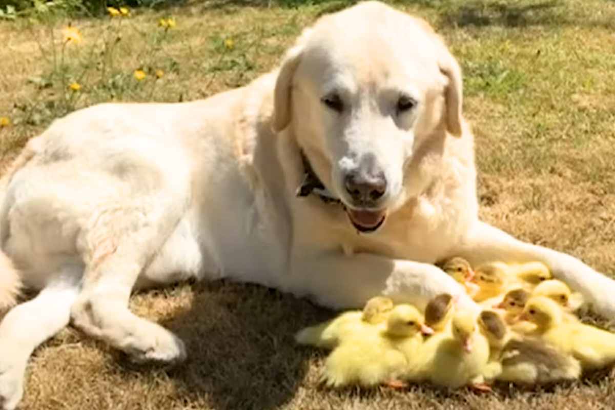 fred e gli anatroccoli