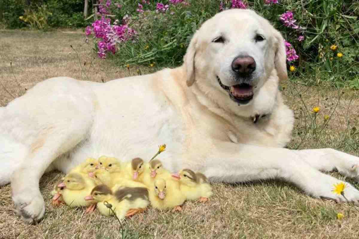 fred e gli anatroccoli