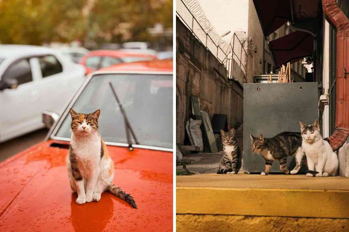 Dove trovano riparo i gatti randagi in inverno? Come possiamo aiutarli?