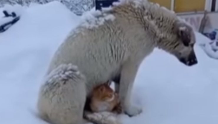 gattino protetto dalla neve