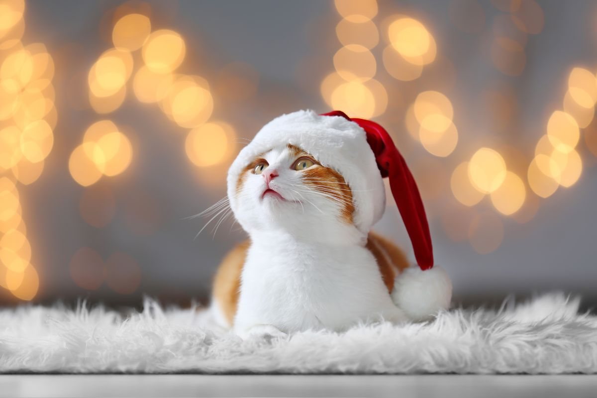 Ospiti a casa per le feste di Natale: come aiutare il gatto a stare tranquillo e sereno