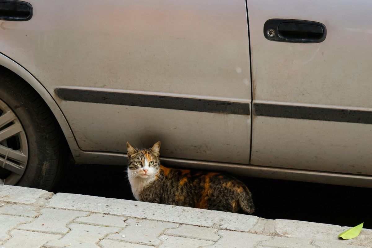 gatto sotto auto