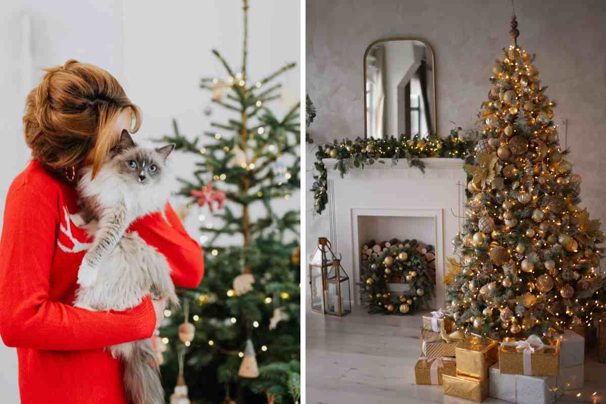 Perché ai gatti piace così tanto l’albero di Natale?