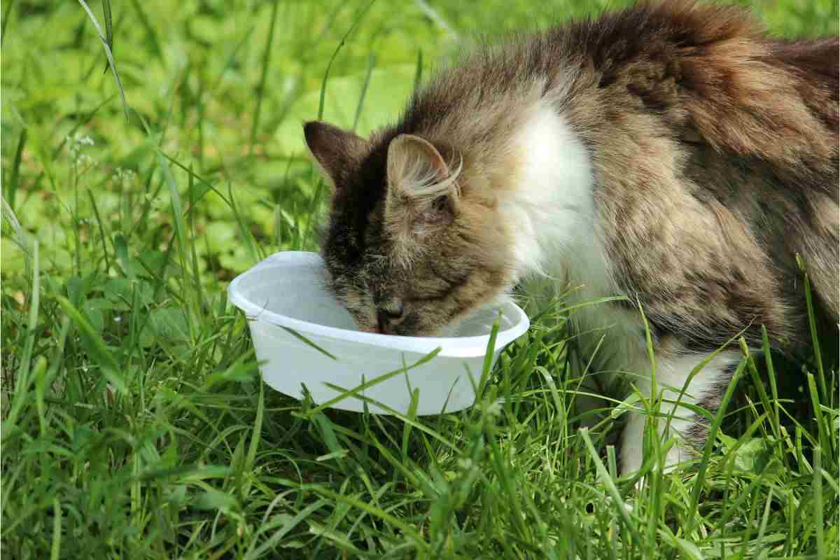 gatto randagio mangia