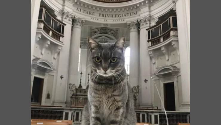 gatto nella chiesa di Napoli