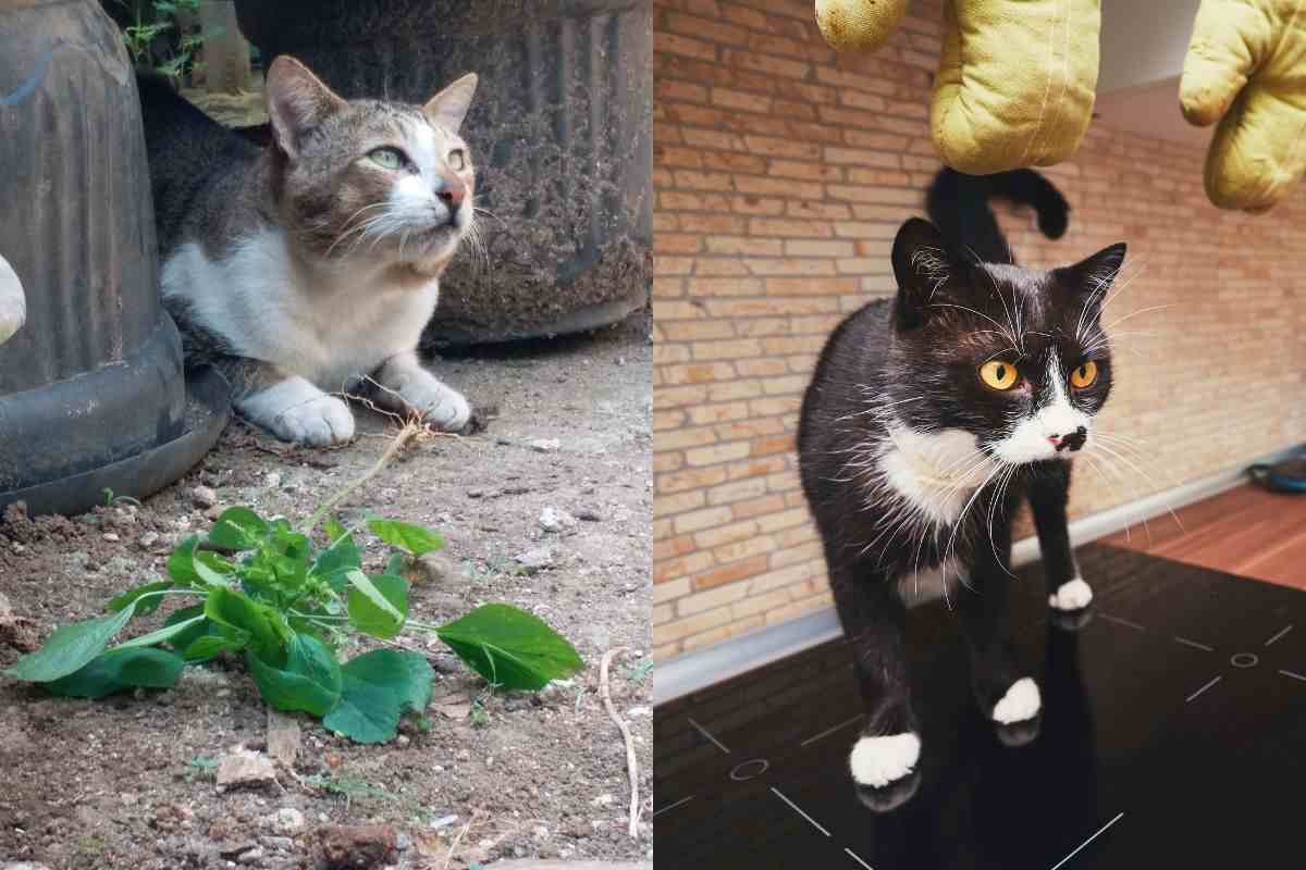 Se hai un gatto c’è una legge che devi conoscere e che riguarda la responsabilità