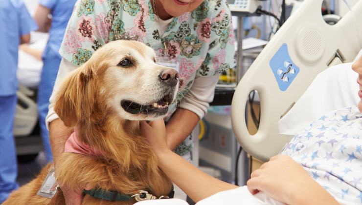 cane saluta il suo umano in ospedale