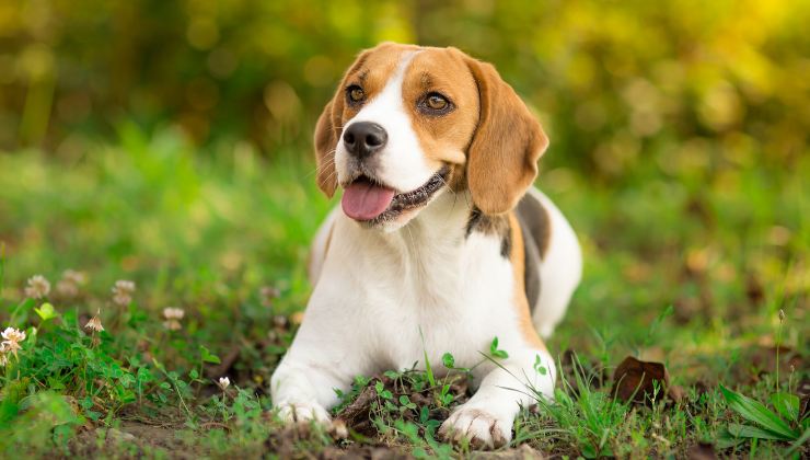 il cane salvato dal bimbo