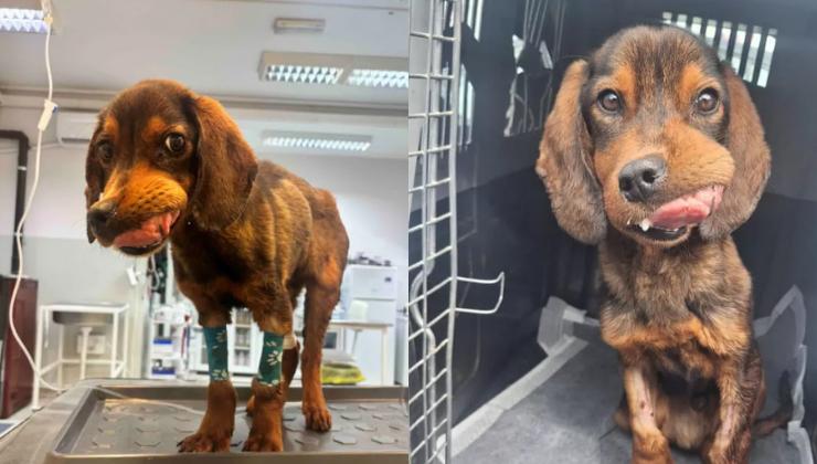 il cane salvato lotta contro la malattia