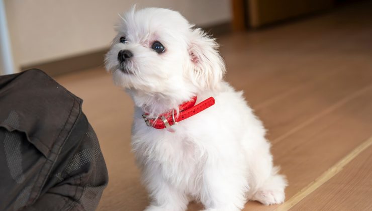 la cagnolina scomparsa dopo la rapina