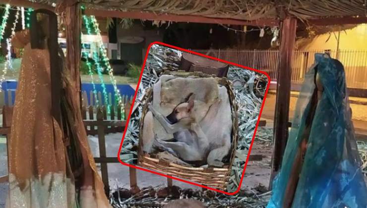 la sorpresa in un presepe in Brasile