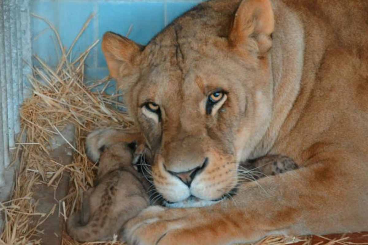 Tragedia in uno zoo: leonessa attacca e toglie la vita ad un ragazzo di soli 19 anni