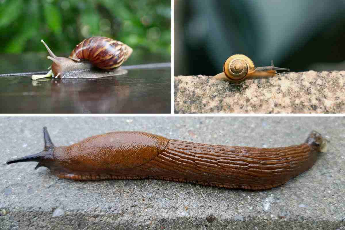 lumaca chiocciola e limaccia