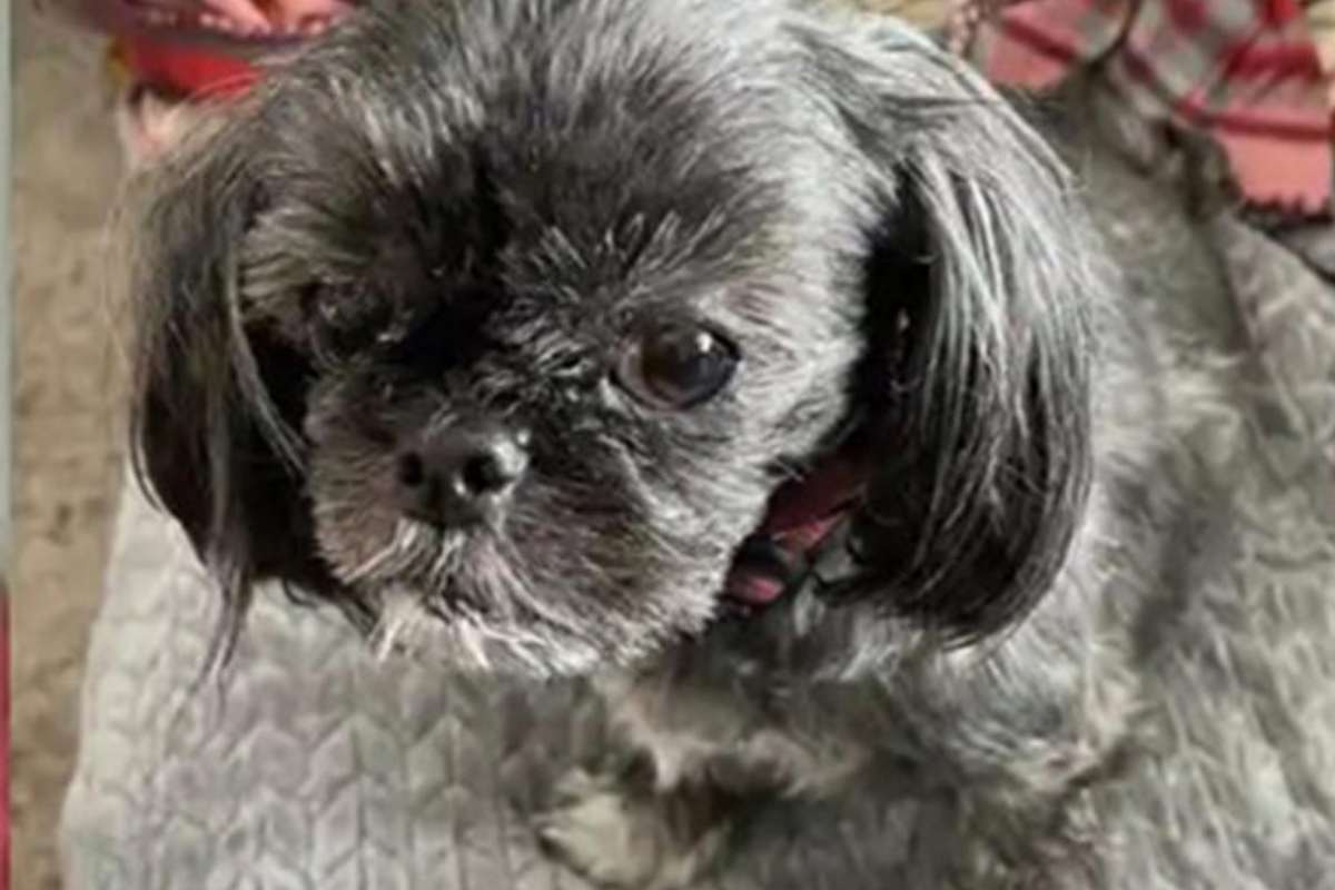 Voleva solo piangere per il suo cane, ma Sarah viene licenziata senza pietà