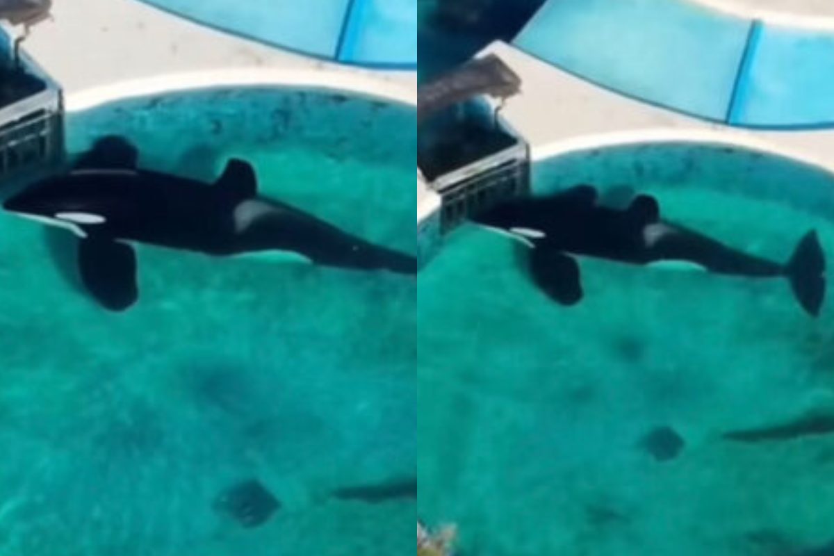 Morta l’orca più sola del mondo: la tristissima storia di Kshamenk